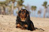 KING CHARLES SPANIEL 027